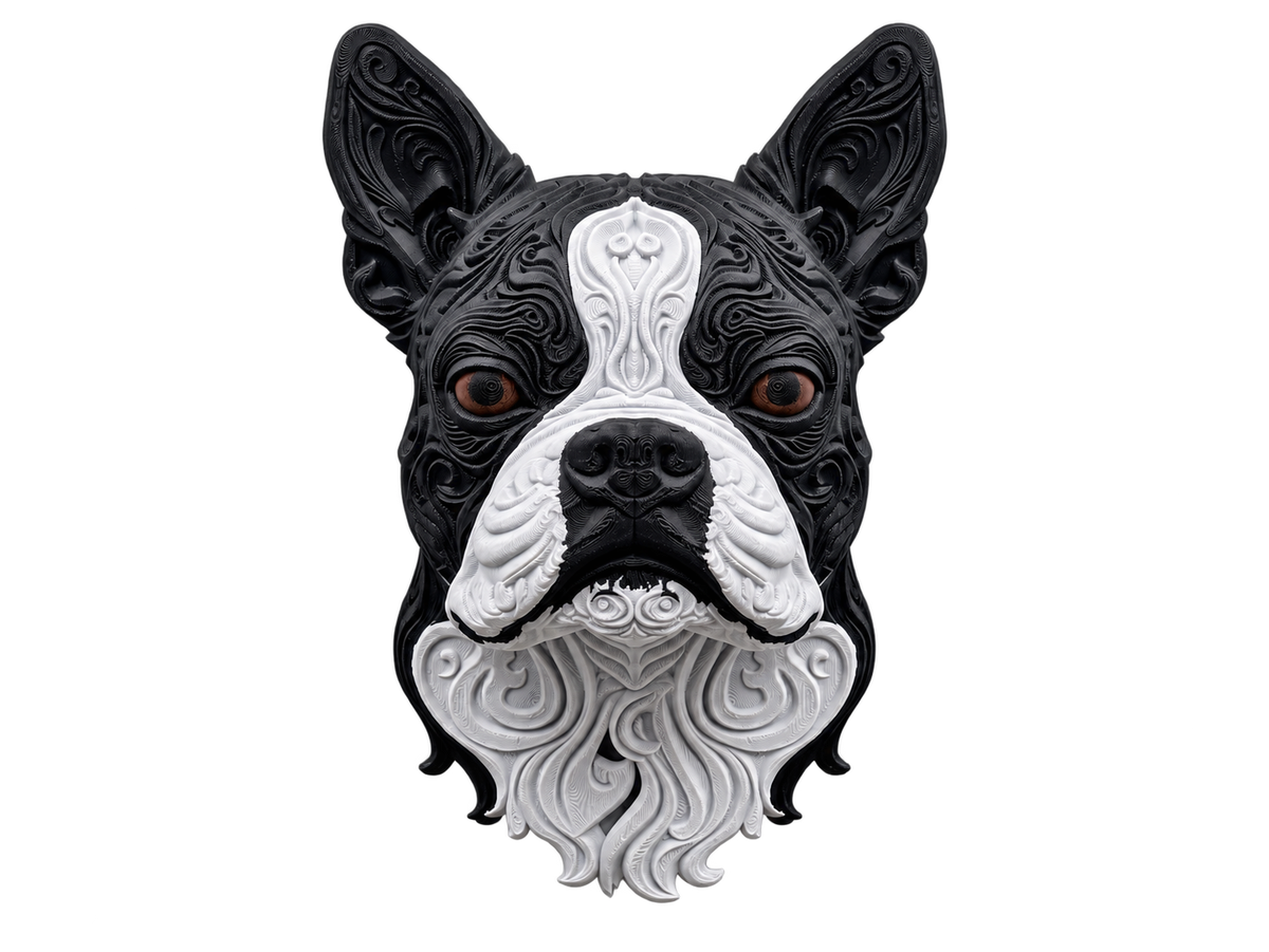 Boston Terrier